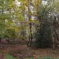 More golden leaves, A Trip to Sandringham Estate, Norfolk - 31st October 2020