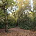 Nice autumn trees, A Trip to Sandringham Estate, Norfolk - 31st October 2020