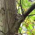 There's a baby squirrel in the crook of a branch, A Trip to Sandringham Estate, Norfolk - 31st October 2020