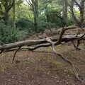 A fallen tree, A Trip to Sandringham Estate, Norfolk - 31st October 2020