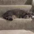 Back home, Boris - Stripey Cat - is on the stairs, Isobel's Birthday, Woodbridge, Suffolk - 2nd November 2020
