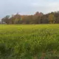 Something yellow which looks like Oilseed but isn't, Pre-Lockdown in Station 119, Eye, Suffolk - 4th November 2020