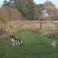 A couple of dogs appear, To See the Hairy Pigs, Thrandeston, Suffolk - 7th November 2020