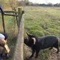 Harry says 'hi' to the hairy pig, To See the Hairy Pigs, Thrandeston, Suffolk - 7th November 2020