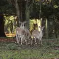 Curious fallow deer watch us as we walk past, Drone Flying and the Old Chapel, Thrandeston, Suffolk - 15th November 2020