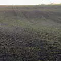 Lines of winter wheat poke up from the soil, The Dereliction of Eye, Suffolk - 22nd November 2020