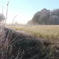 A frozen hedge near Ostler's Barn, More Frosty Rides and the Old Mink Sheds, Brome, Suffolk - 10th December 2020