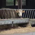 A sad cow looks out from its stall, More Frosty Rides and the Old Mink Sheds, Brome, Suffolk - 10th December 2020