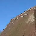Hundreds of pigeons cling to the roof of the bogs, Joe Wicks and Diss on Saturday, Norfolk - 19th December 2020