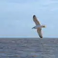 A seagull whirls around, A Return to the Beach, Southwold, Suffolk - 20th December 2020