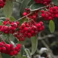 Frosty berries, A Virtual New Year's Eve, Brome, Suffolk - 31st December 2020