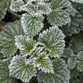 Even nettles look nice with some frost on, A Virtual New Year's Eve, Brome, Suffolk - 31st December 2020