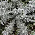 Frosty thistles, A Virtual New Year's Eve, Brome, Suffolk - 31st December 2020