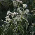 Another frost-edged plant, A Virtual New Year's Eve, Brome, Suffolk - 31st December 2020