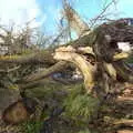 A big fallen tree, A Walk Around Redgrave and Lopham Fen, Redgrave, Suffolk - 3rd January 2021