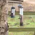 Some blue tits do their thing on a feeder, A Walk Around Redgrave and Lopham Fen, Redgrave, Suffolk - 3rd January 2021