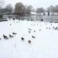 Ducks by the Mere, A Snowy Morning, Diss, Norfolk - 16th January 2021