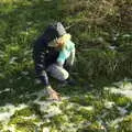 Harry pokes at some snow, Winter Lockdown Walks, Thrandeston and Brome, Suffolk - 24th January 2021