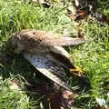 The boys spot a dead kestrel, Winter Lockdown Walks, Thrandeston and Brome, Suffolk - 24th January 2021