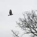 The resident buzzard flies around, Winter Lockdown Walks, Thrandeston and Brome, Suffolk - 24th January 2021