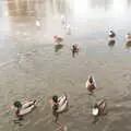 Some ducks stand about on the ice, Derelict Infants School and Ice Sculptures, Diss and Palgrave, Norfolk and Suffolk - 13th February 2021