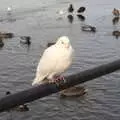 A dove sits on the railings, Derelict Infants School and Ice Sculptures, Diss and Palgrave, Norfolk and Suffolk - 13th February 2021