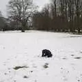 Harry digs around in the snow, Derelict Infants School and Ice Sculptures, Diss and Palgrave, Norfolk and Suffolk - 13th February 2021