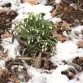 Snowdrops peek out through the leaves and snow, Derelict Infants School and Ice Sculptures, Diss and Palgrave, Norfolk and Suffolk - 13th February 2021