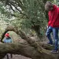 Fred's up a tree, Another Walk on Eye Airfield, Eye, Suffolk - 14th March 2021