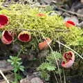 The Elf Cup mushrooms are everywhere along the path, Another Walk on Eye Airfield, Eye, Suffolk - 14th March 2021