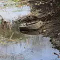 There's a discarded car tyre in the stream, Another Walk on Eye Airfield, Eye, Suffolk - 14th March 2021