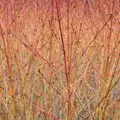 Red-tinged plants in the Winter Garden, A Return to Bressingham Steam and Gardens, Bressingham, Norfolk - 28th March 2021