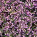 Bright purple flowers, A Return to Bressingham Steam and Gardens, Bressingham, Norfolk - 28th March 2021