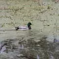 A Mallard pootles about, A Return to Bressingham Steam and Gardens, Bressingham, Norfolk - 28th March 2021