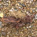 Wood and dried plant matter, A Trip to Dunwich Beach, Dunwich, Suffolk - 2nd April 2021