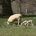 The lambs are out at Ickworth, A Return to Ickworth House, Horringer, Suffolk - 11th April 2021