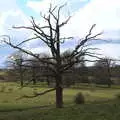 A dead tree, A Return to Ickworth House, Horringer, Suffolk - 11th April 2021