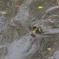 A fluffy duckling scoots about, A Return to Ickworth House, Horringer, Suffolk - 11th April 2021