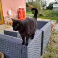 Millie walks around on the patio furniture, A Cameraphone Roundup, Brome and Eye, Suffolk - 12th April 2021