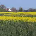 A field of oilseed just outside Eye, on the B1077, BSCC Beer Garden Hypothermia, Hoxne and Brome, Suffolk - 22nd April 2021