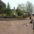 A small huddle of pigeons near the Mere, A Vaccination Afternoon, Swaffham, Norfolk - 9th May 2021