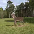 A stag with a red willy at Lynford Stag, A Vaccination Afternoon, Swaffham, Norfolk - 9th May 2021