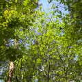 Lime-green trees, A Vaccination Afternoon, Swaffham, Norfolk - 9th May 2021