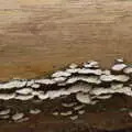 Lines of fungus on a tree stump, A Vaccination Afternoon, Swaffham, Norfolk - 9th May 2021