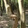 A tree with an interesting kink in it, A Vaccination Afternoon, Swaffham, Norfolk - 9th May 2021