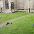 Fred watches the ducklings, A Vaccination Afternoon, Swaffham, Norfolk - 9th May 2021