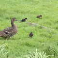 A duck with fluffy ducklings, A Vaccination Afternoon, Swaffham, Norfolk - 9th May 2021