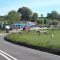 A herd of cows near the A303, A Trip to Grandma J's, Spreyton, Devon - 2nd June 2021