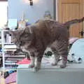 Boris - Stripey Cat, A BSCC Ride to Pulham Market, Norfolk - 17th June 2021