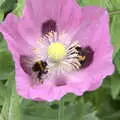 The bees are enjoying the poppies, Planting a Tree, Town Moors, Eye, Suffolk - 10th July 2021